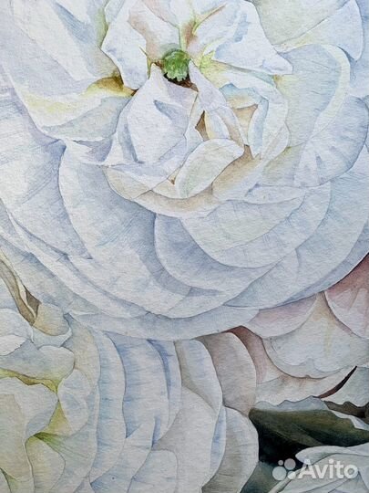 Пионы. Цветы. Акварель
