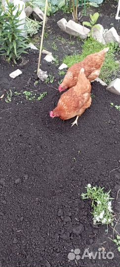 Продам кур несушек