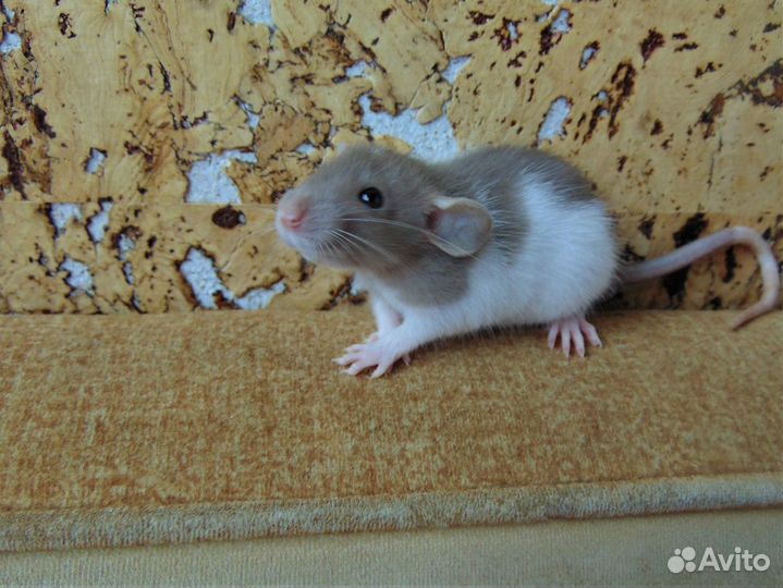 Крысы, крысята - дамбо, стандарт. клетки. гамак
