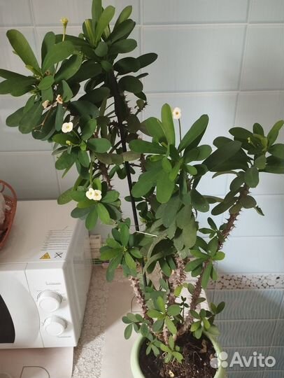 Молочай белый и розовый