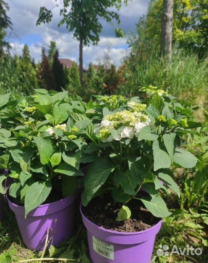 Саженцы Гортензия крупнолистная Doppio Bianco (До