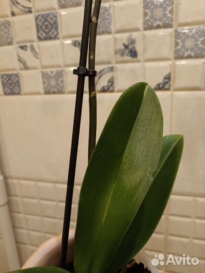 Орхидея фаленопсис белая