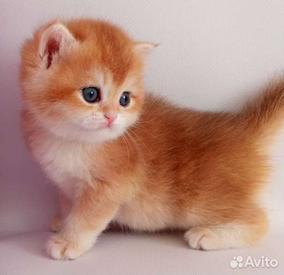 Британские котята золотая шиншилла