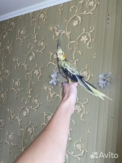 Попугай корелла птенец