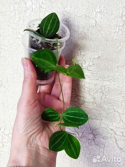 Хойи, дисхидия