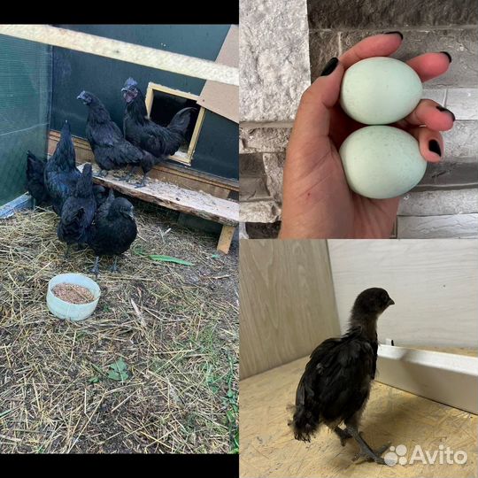 Куры молодки