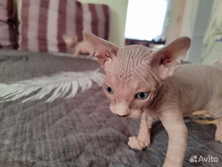 Канадский сфинкс котенок