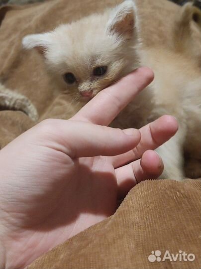 Котята