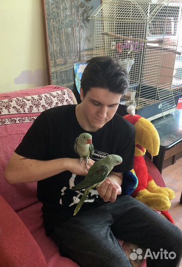 Птенцы Выкормыши Александрийского попугая