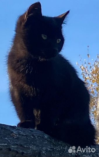 Домашний котенок в добрые руки