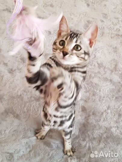 Бенгальская кошка