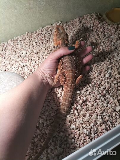 Передержка животных, птиц, грызунов, рептилий