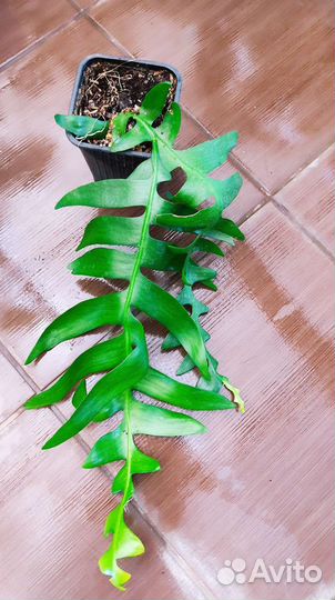 Эпифиллум Марниера (Epiphyllum Marniera)