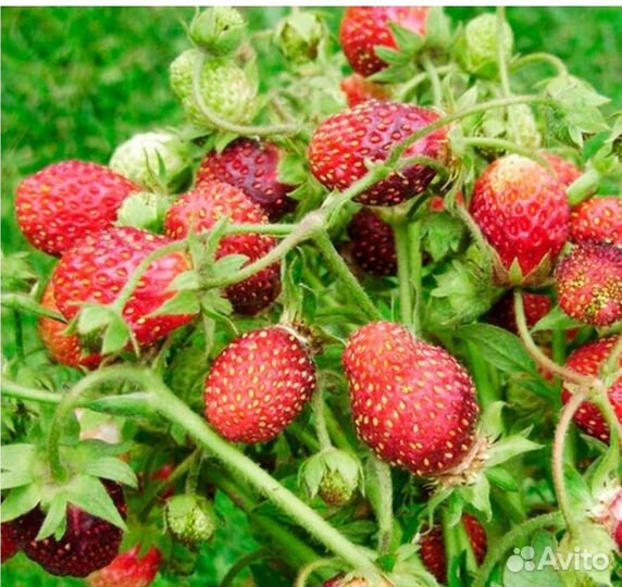 Земляника сахалинская,пенелопа и др сорта