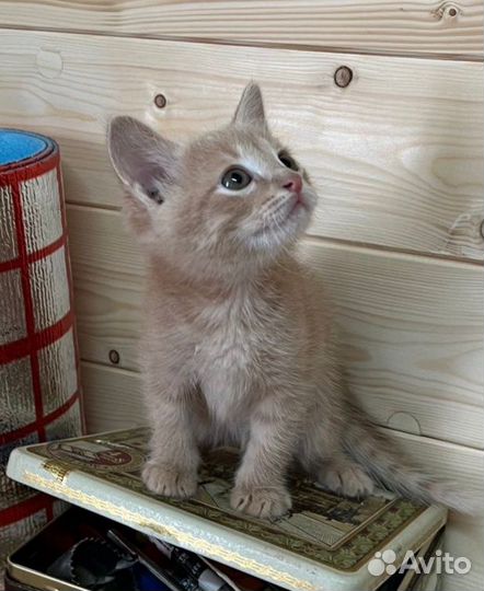 Котята в добрые руки даром