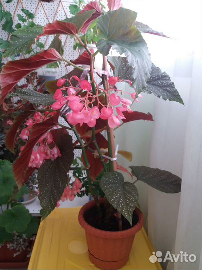 Бегония коралловая