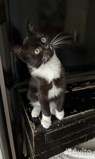 Котенок