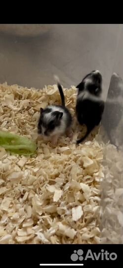 Монгольская песчанка