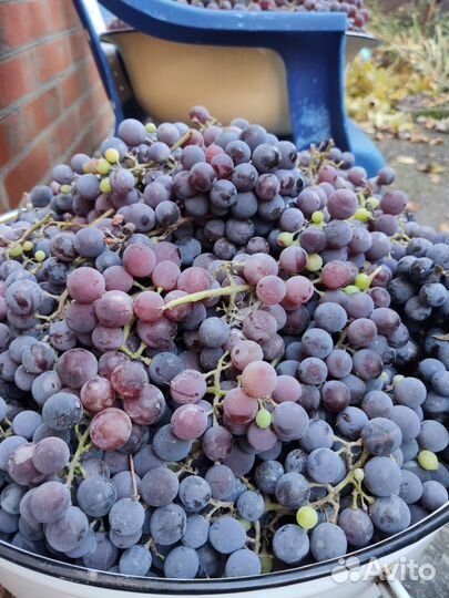 Виноград Изабелла