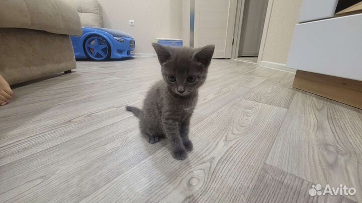 Котята в добрые руки бесплатно