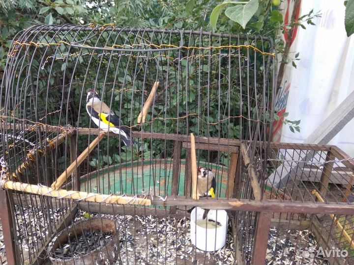 Птица-щегол, чижи