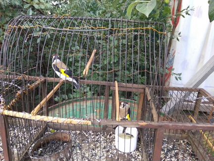 Птица-щегол, чижи