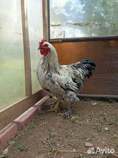 Цыплята породы брама Полевая