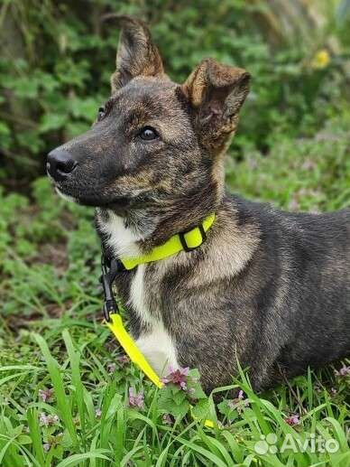 Щенок в добрые руки бесплатно