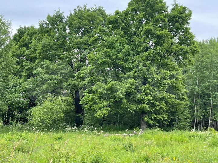 Участок 1,38 га (ИЖС)