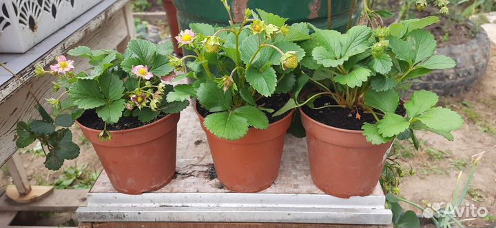 Ампельная Клубника ремонтантная