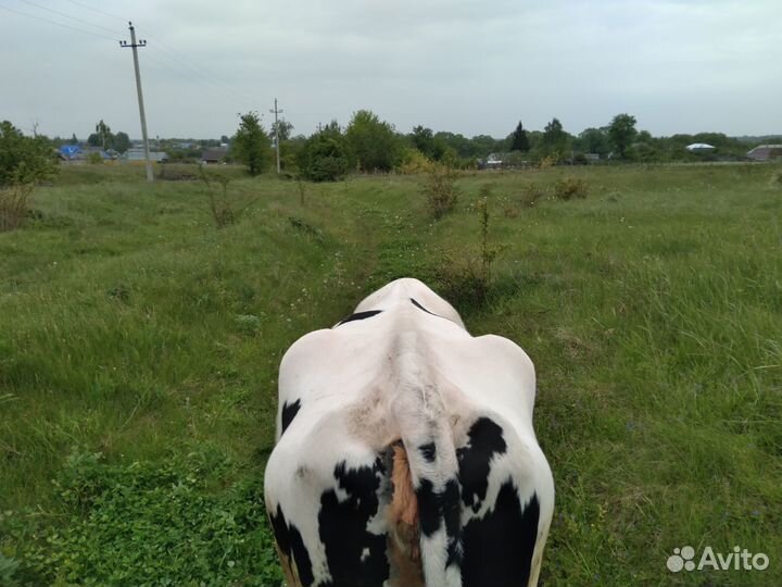 Корова стельная дойная, тёлка, бычок