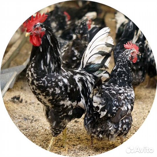 Яйцо инкубационное: Австралорп ч/п, мускусные утки