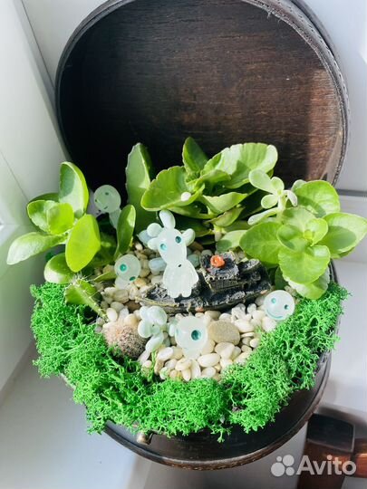 Композиция из живых растений