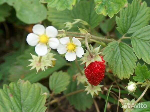 Земляника ремонтантная