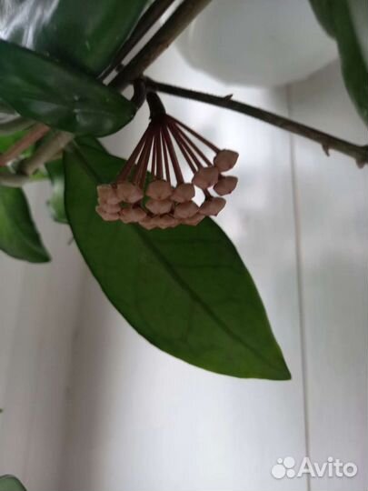 Хойя домашние цветы