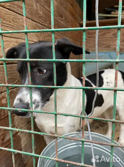 Очень ласковый Смоки из приюта