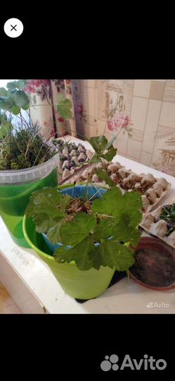 Саженцы морошки