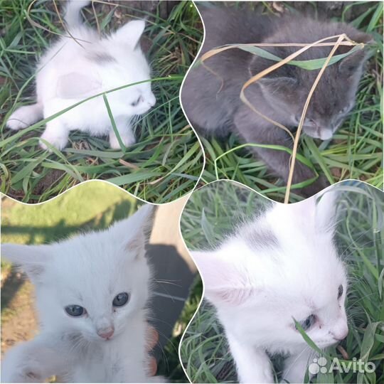 Отдам котят в добрые руки