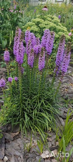 Многолетники для сада