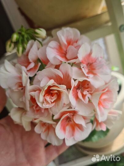 Пеларгонии сортовые