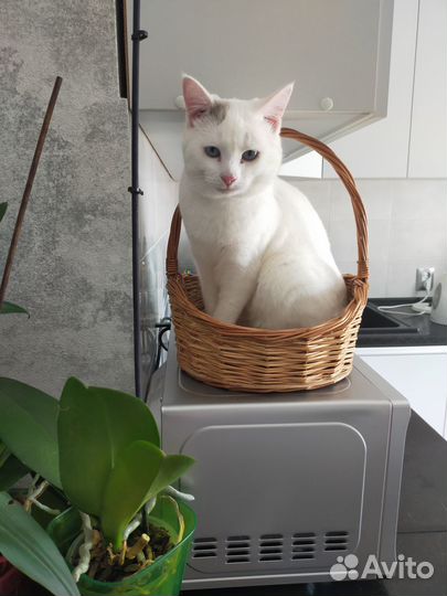 Отдам кота в добрые руки