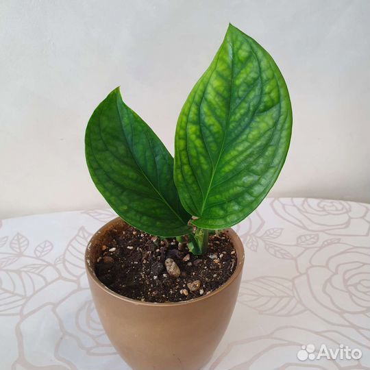 Комнатные растения 300