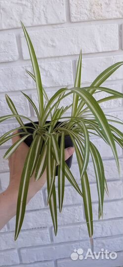 Кактус