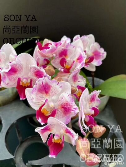 Орхидея SonYa MN103