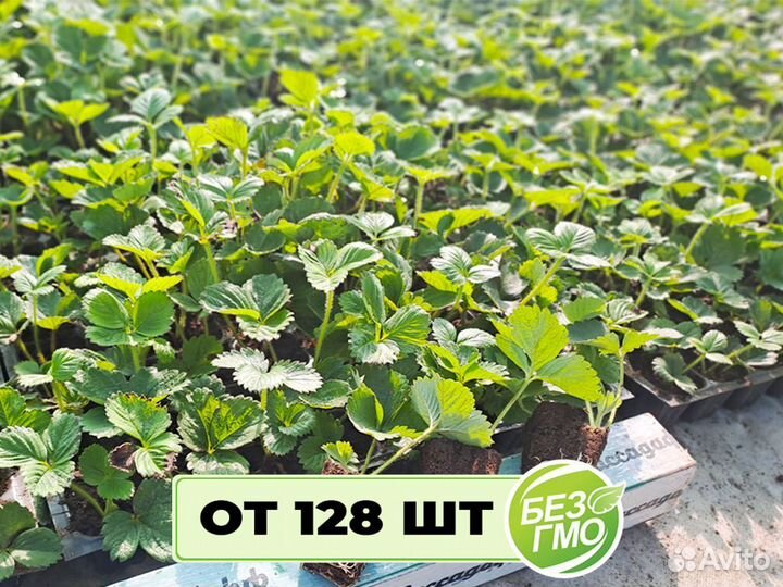 Рассада клубники. Элитные сорта оптом