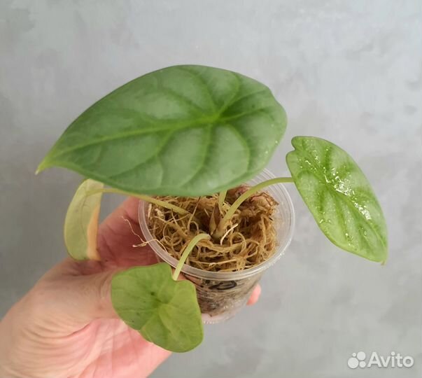 Алоказия Полли,алоказия серебрянный дракон