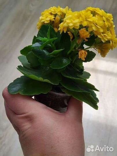 Каланхоэ жёлтый