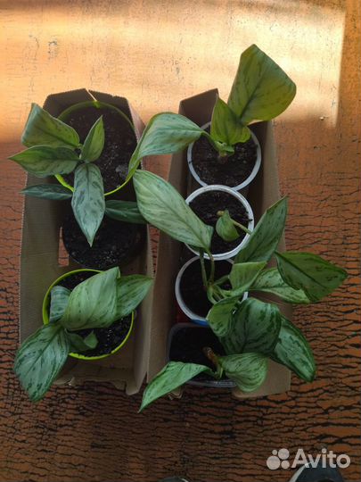 Аглаонема Трейба, драцена