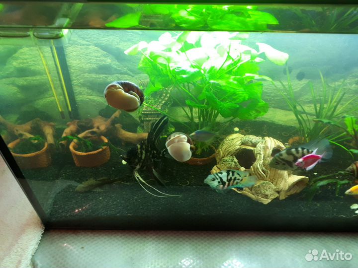 Аквариум