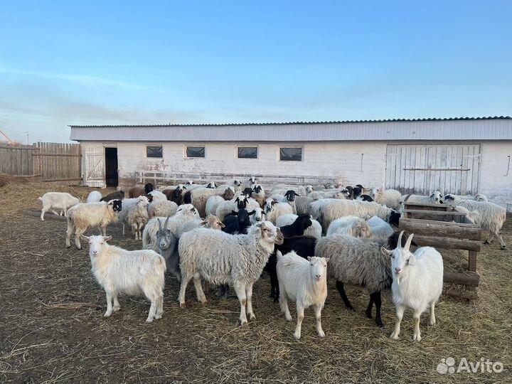 Ягнята на Курбан-Байрам